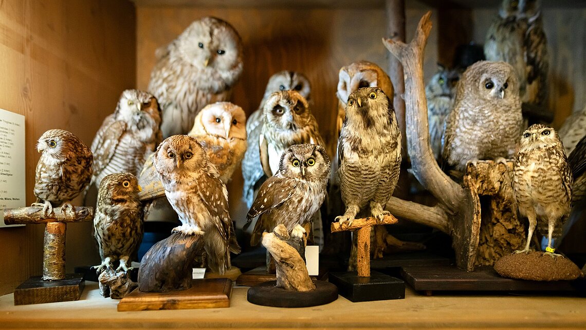 Naturhistorische Sammlungen